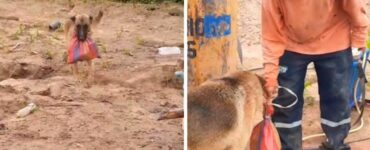 Cagnolino porta la colazione al suo padrone a lavoro