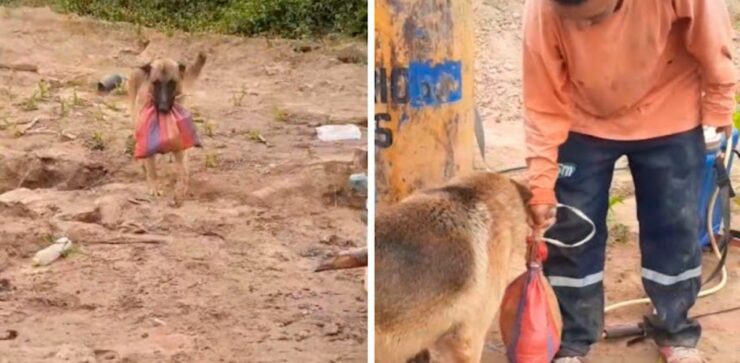 Cagnolino porta la colazione al suo padrone a lavoro