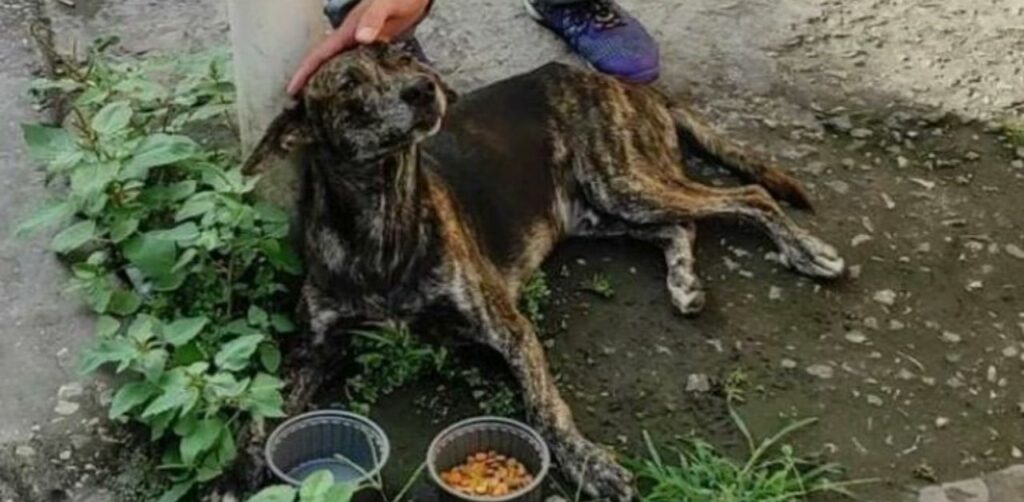 Cane abbandonato dal suo padrone, si getta da un ponte per la disperazione