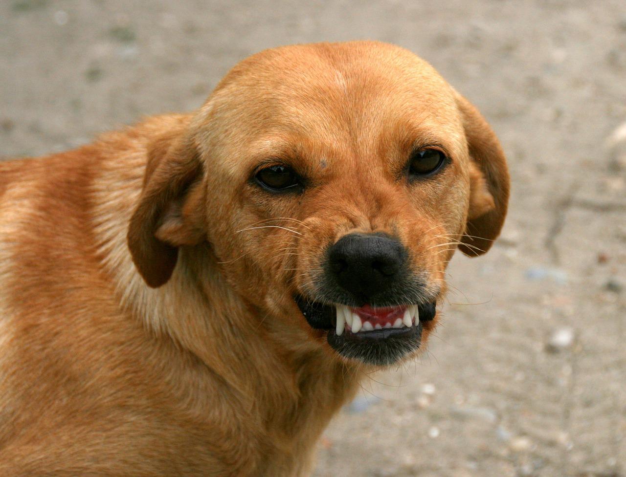 cane aggressivo motivi