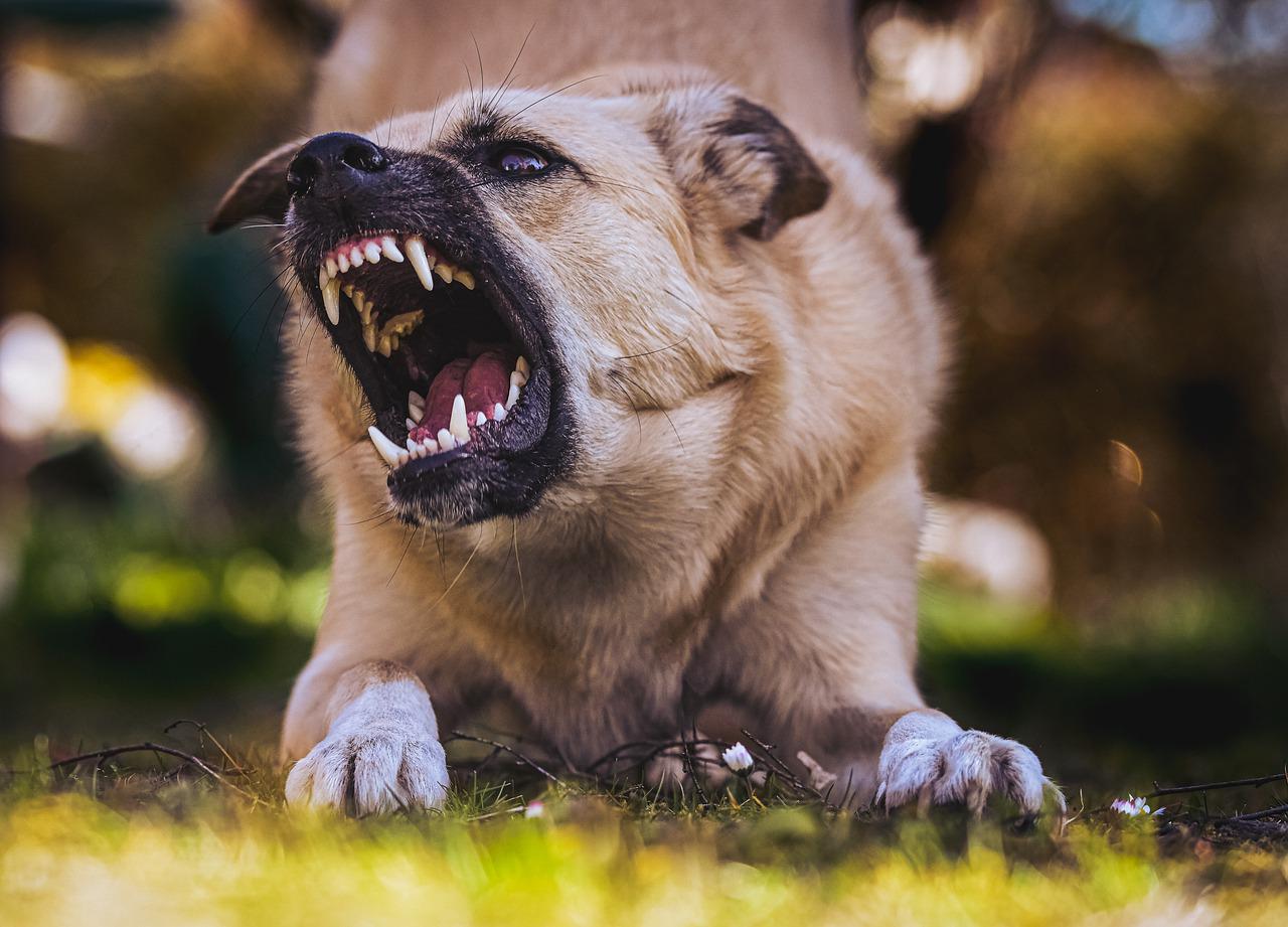 cane aggressivo motivi