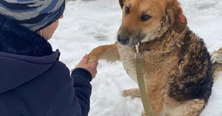 cane randagio da la zampa alla volontaria