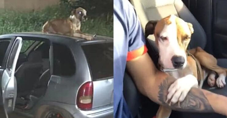 cane sull'auto e col proprietario
