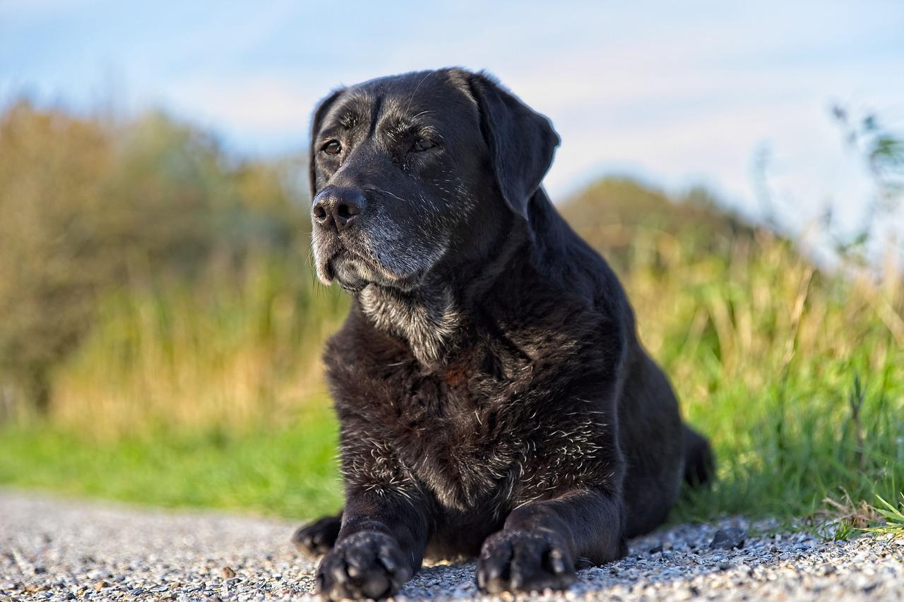 attività cane anziano