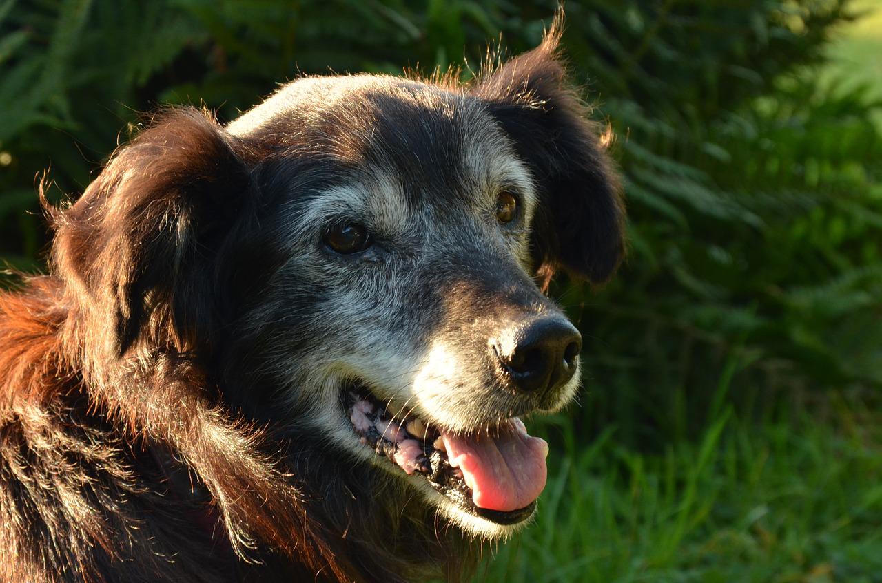 attività cane anziano