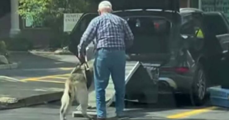 cane anziano salire macchina