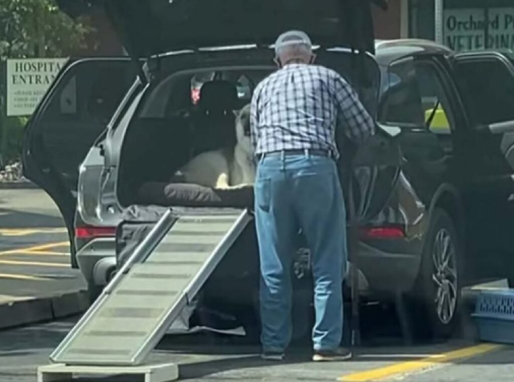 cane anziano sale in macchina