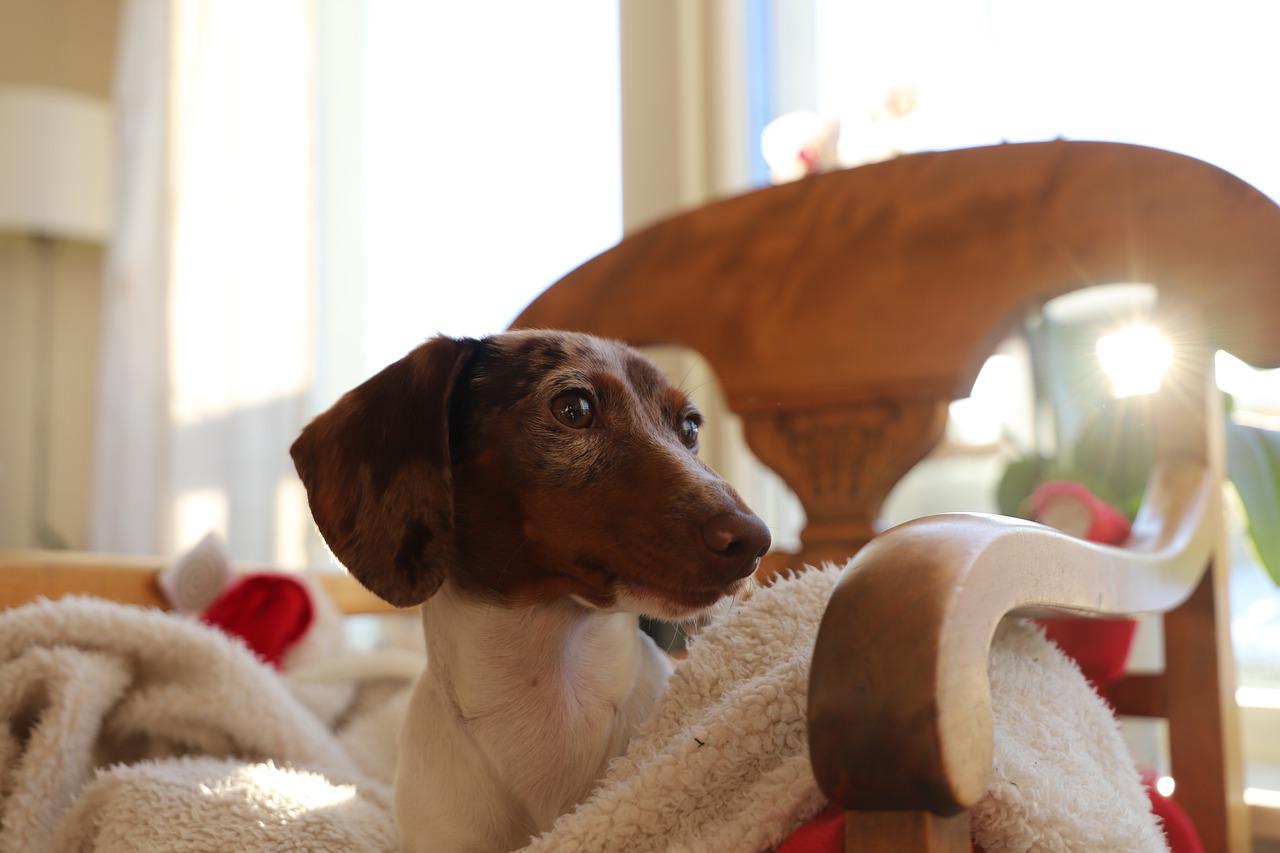 cane bisogni in casa