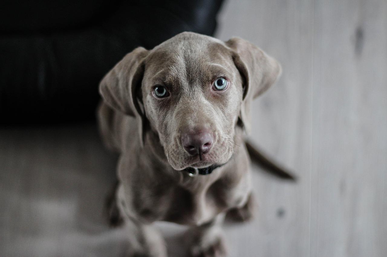 cane correggere comportamento