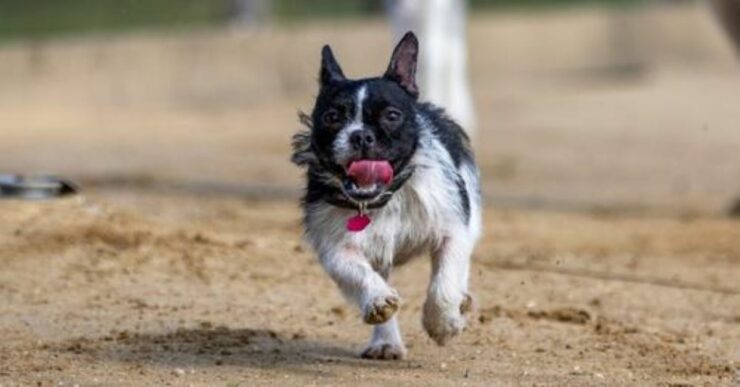 cane correggere comportamento