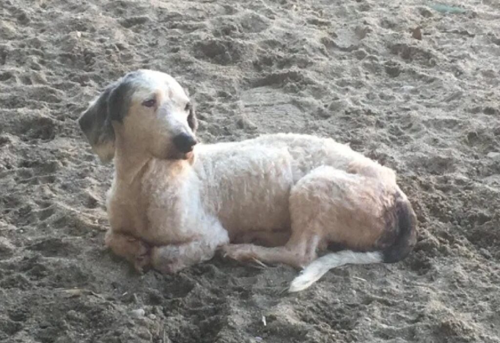 cane cucciolo abbanonato