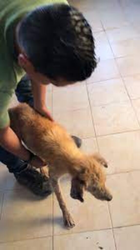 cane impaurito viene finalmente soccorso