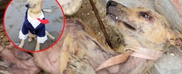 cane impaurito prima e dopo il salvataggio