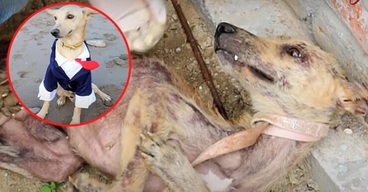 cane impaurito prima e dopo il salvataggio