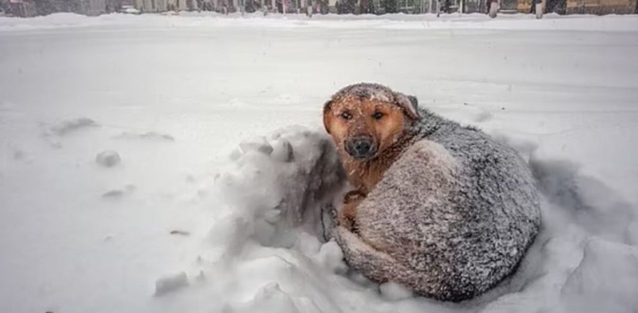 Una bambina di 11 anni sopravvive ad una tempesta di neve abbracciando un cane per 18 ore