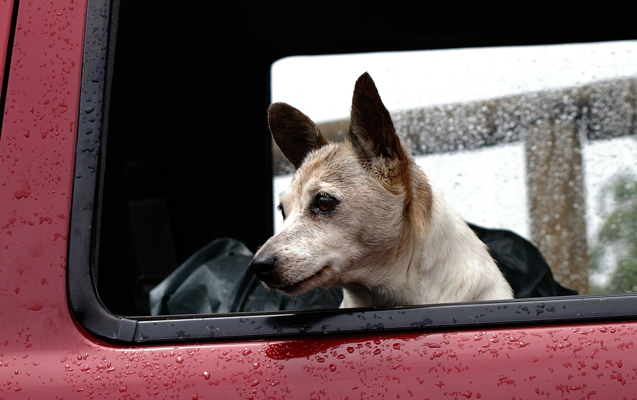 calmare il cane durante i temporali