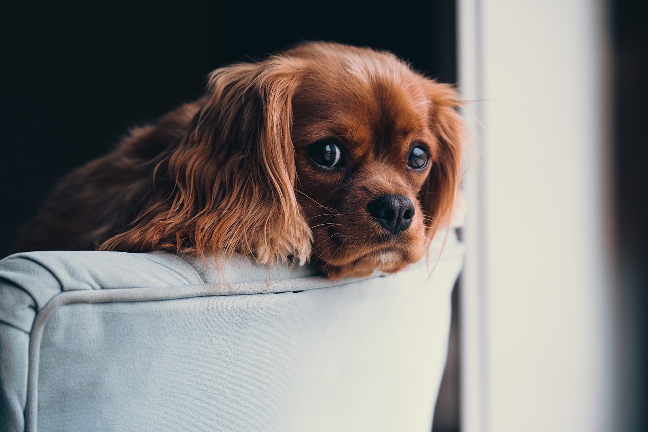 calmare il cane durante i temporali