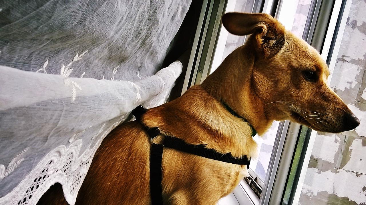 calmare il cane durante i temporali