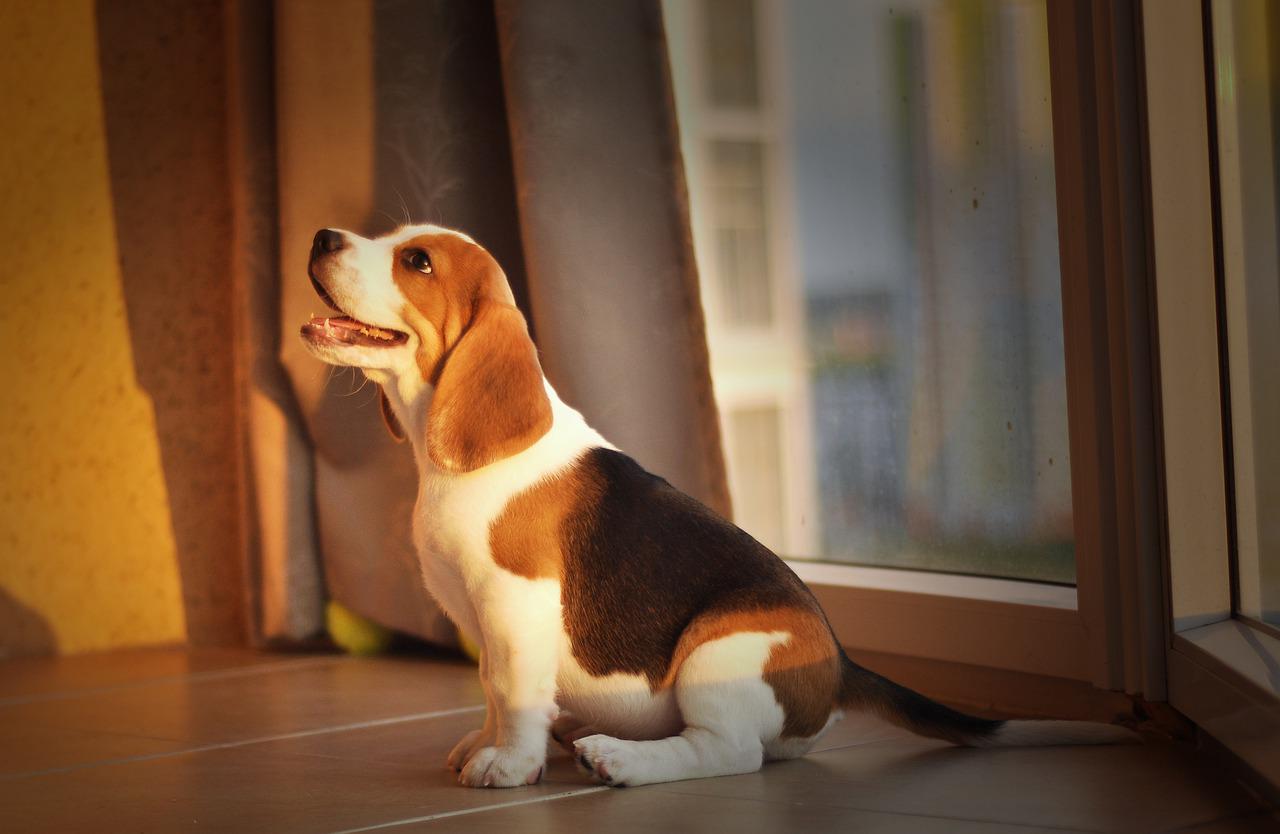 cane pipì traversina