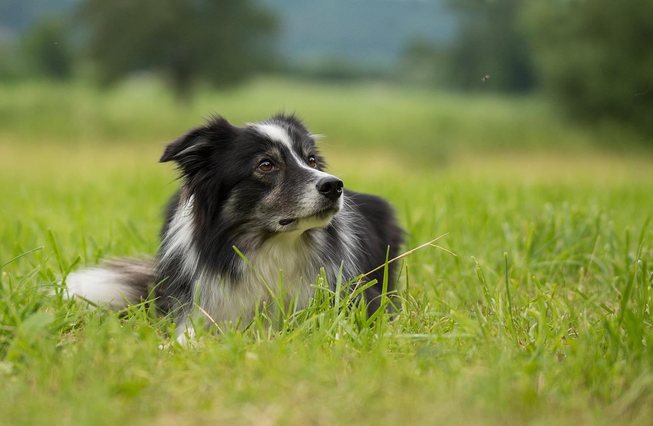 proteggere il cane dalle zanzare