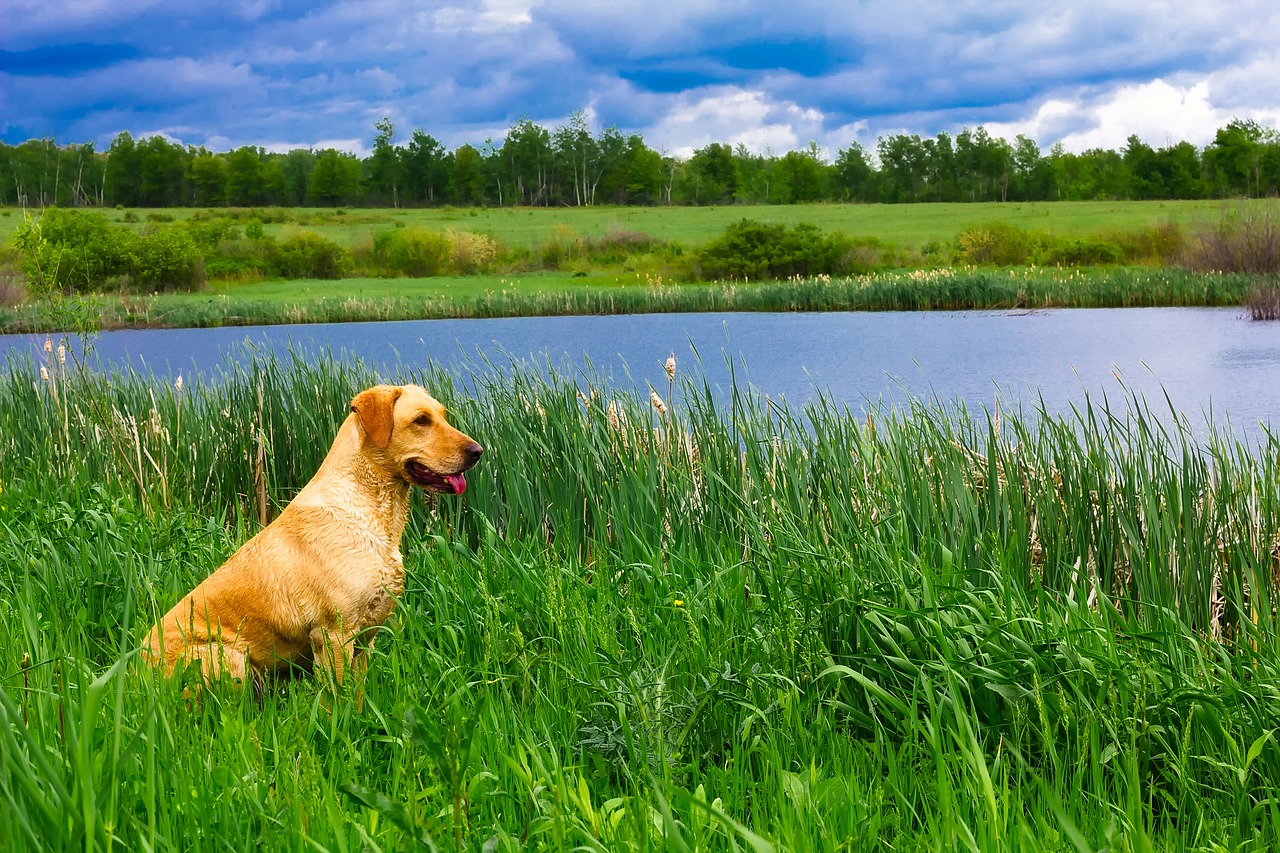 proteggere il cane dalle zanzare