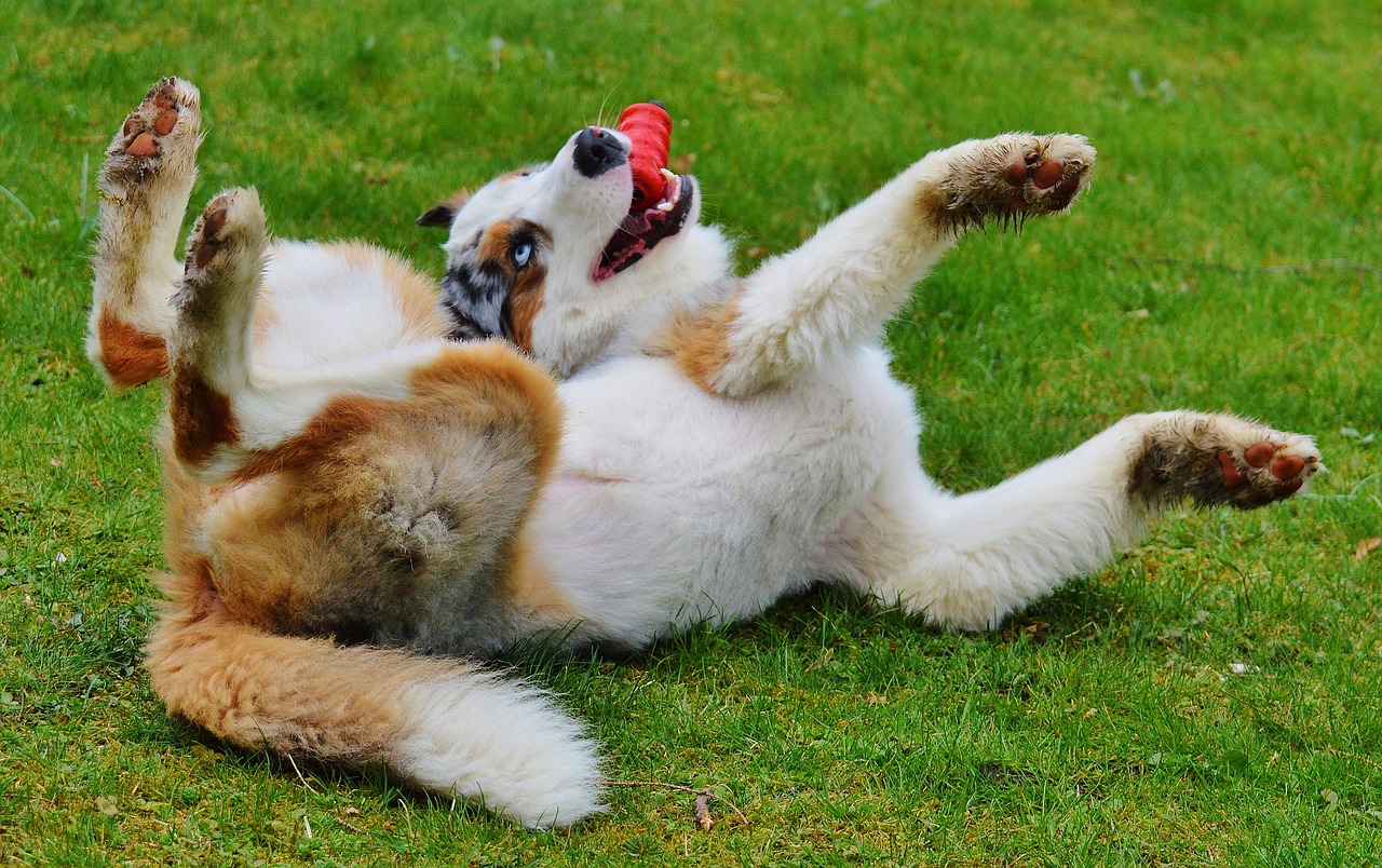 proteggere il cane dalle zanzare