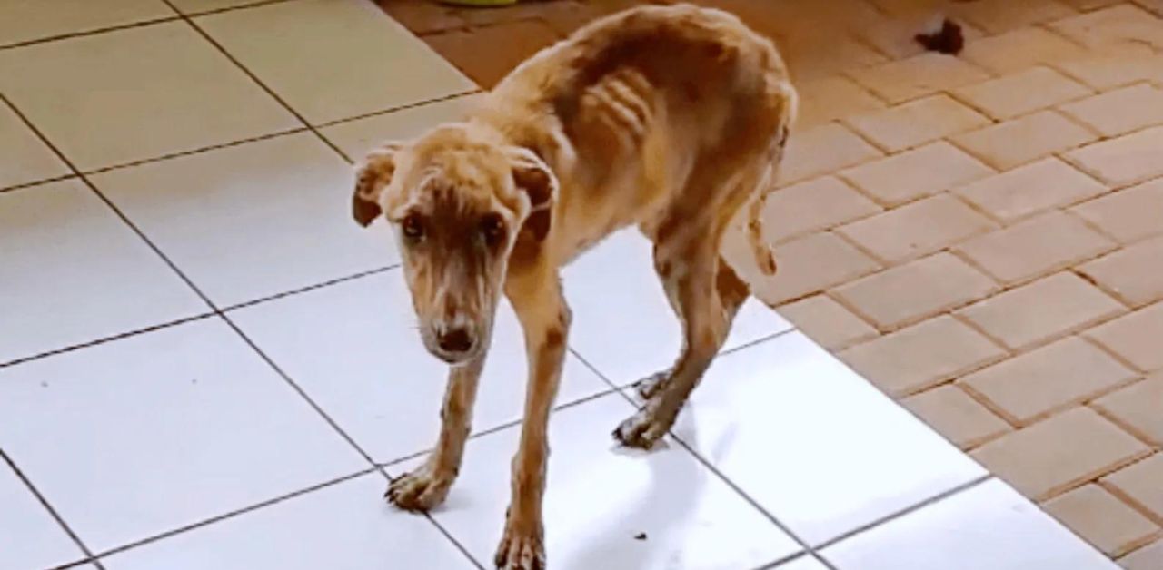 Il cane Alex, trovato quasi senza vita sul ciglio della strada