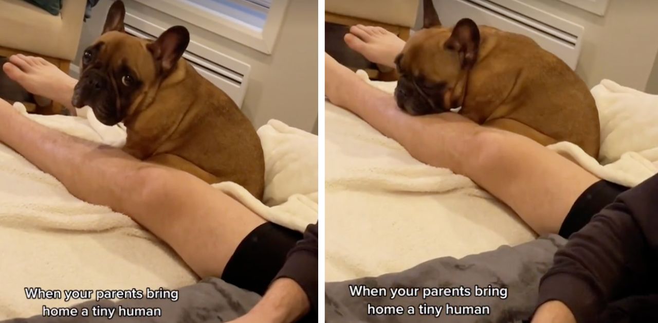 La reazione disperata di questo cane alla vista del neonato intenerisce il web