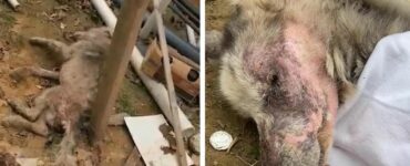Cane randagio e malato, varca la recinzione di un giardino in cerca di aiuto, ma cade rovinosamente