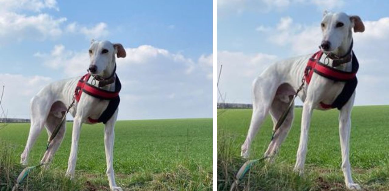 Cane randagio continua ad essere abbandonato nei canili perché è una "razza indesiderabile"