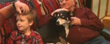 Il cane salva la sua famiglia da una catastrofe incombente: percepisce ciò che loro non potevano sentire