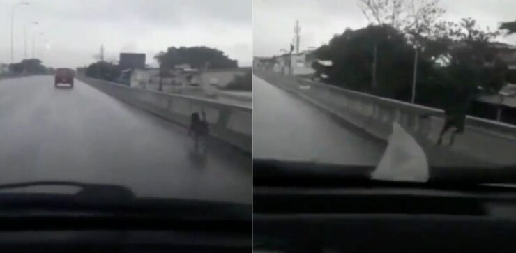 Cane abbandonato dal suo padrone, si getta da un ponte per la disperazione