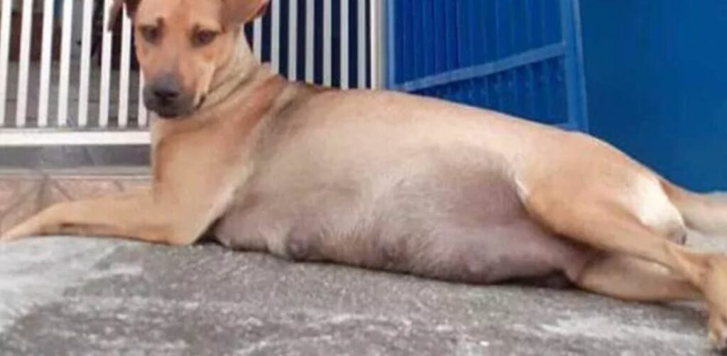 Cane aspetta fuori il veterinario che nascano i suoi cuccioli