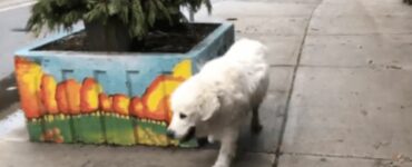 Il video dell'ultima straziante passeggiata di questo cane