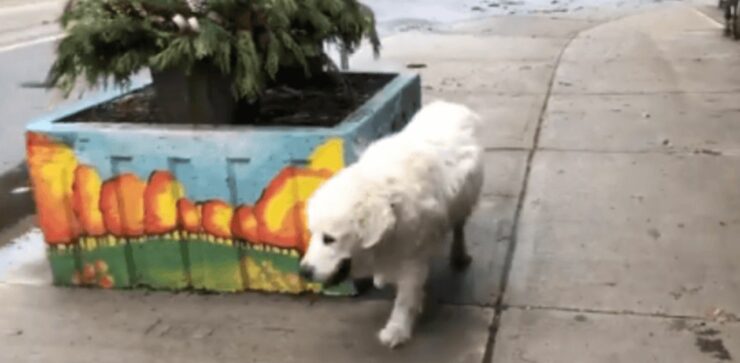 Il video dell'ultima straziante passeggiata di questo cane