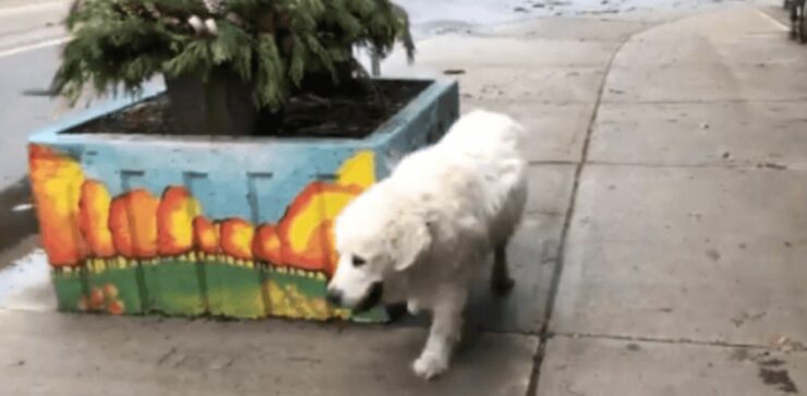 Il video dell'ultima straziante passeggiata di questo cane