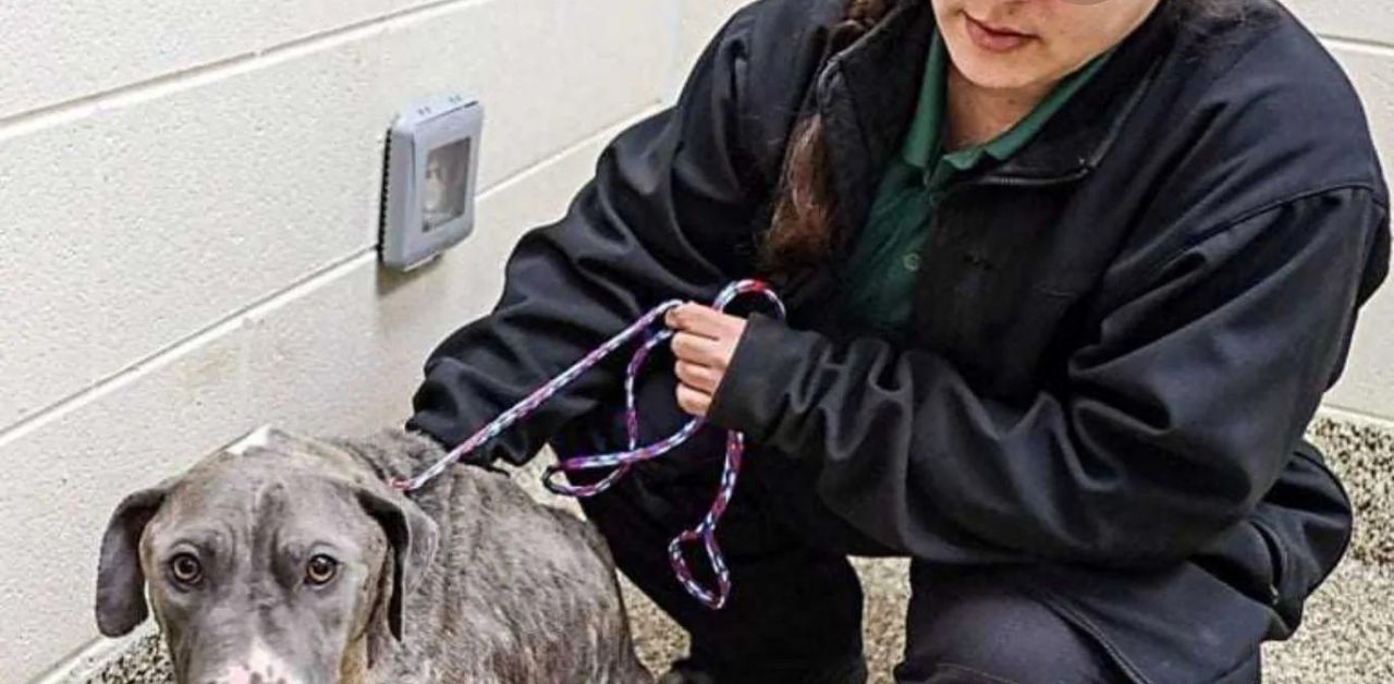 Mamma cane disperata viene gettata nella spazzatura