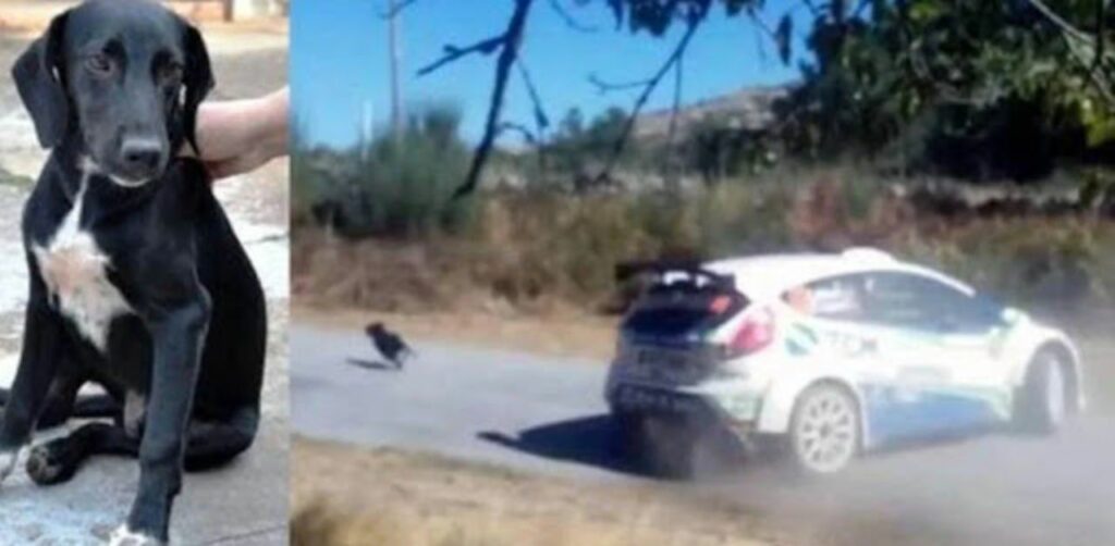 L'autista rinuncia alla vittoria nella gara per fermarsi a soccorrere un cane randagio