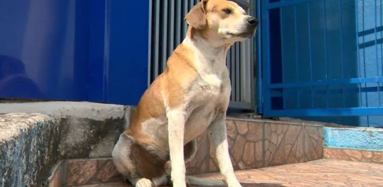 Cane aspetta fuori il veterinario che nascano i suoi cuccioli