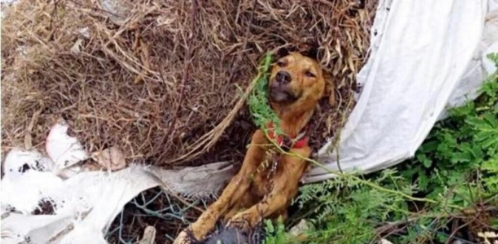 Il cane Alex, trovato quasi senza vita sul ciglio della strada