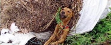 Il cane Alex, trovato quasi senza vita sul ciglio della strada