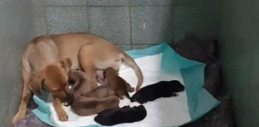 Cane aspetta fuori il veterinario che nascano i suoi cuccioli