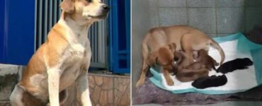 Cane aspetta fuori il veterinario che nascano i suoi cuccioli