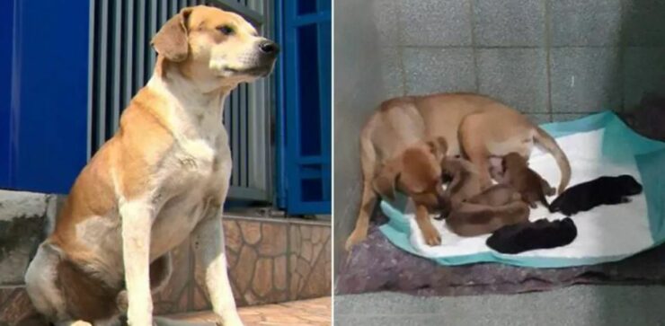 Cane aspetta fuori il veterinario che nascano i suoi cuccioli