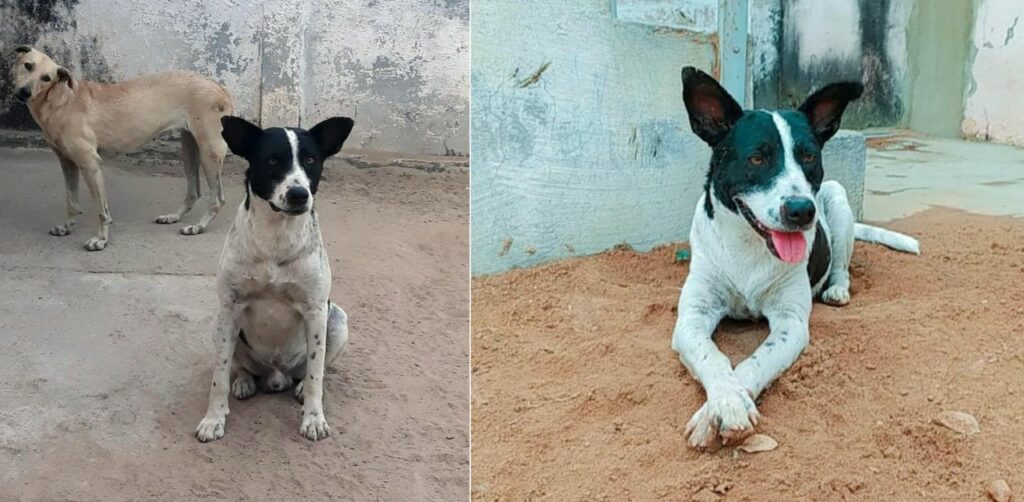 Cane randagio entra in un ambulatorio veterinario chiedendo aiuto