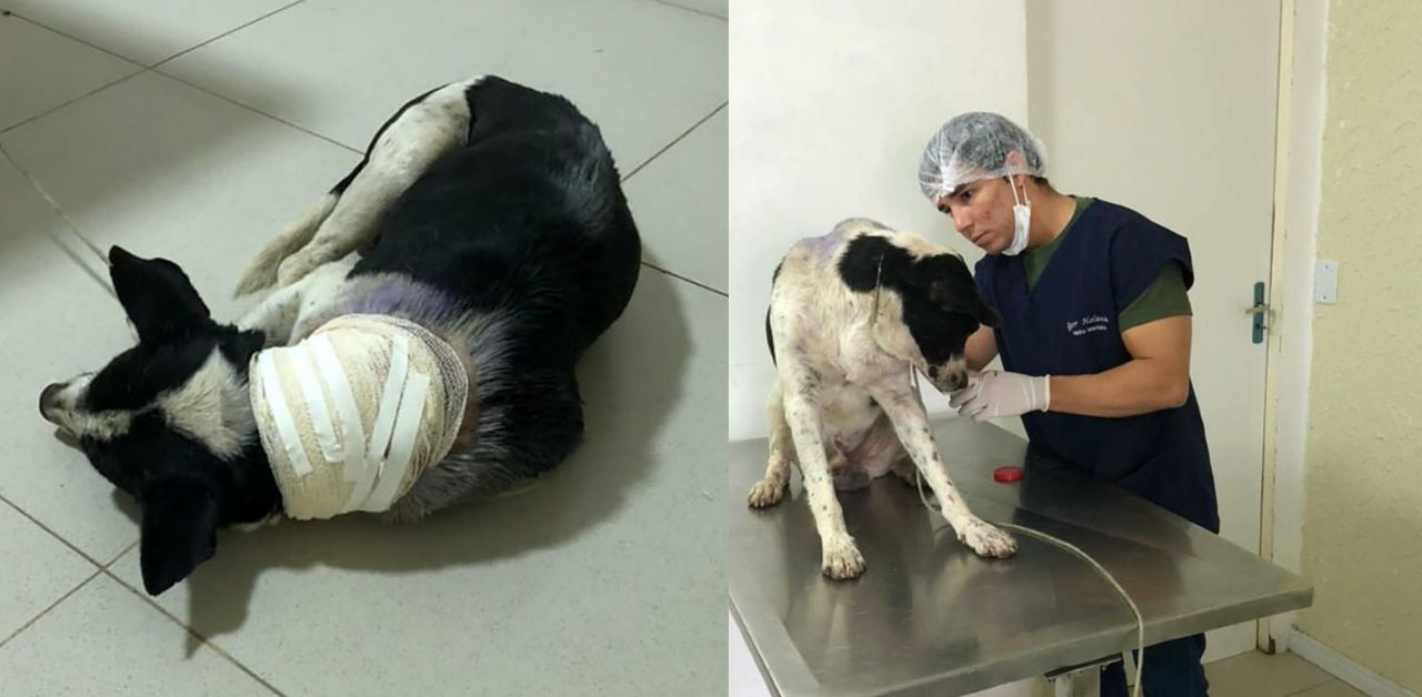 Cane randagio entra in un ambulatorio veterinario chiedendo aiuto