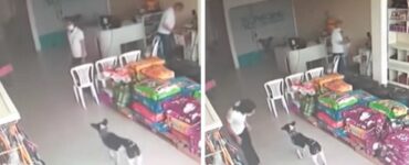 Cane randagio entra in un ambulatorio veterinario chiedendo aiuto