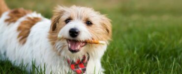 I proprietari di cani nutrono senza saperlo i loro cani con delle prelibatezze, ma non sanno che in realtà sono molto pericolose