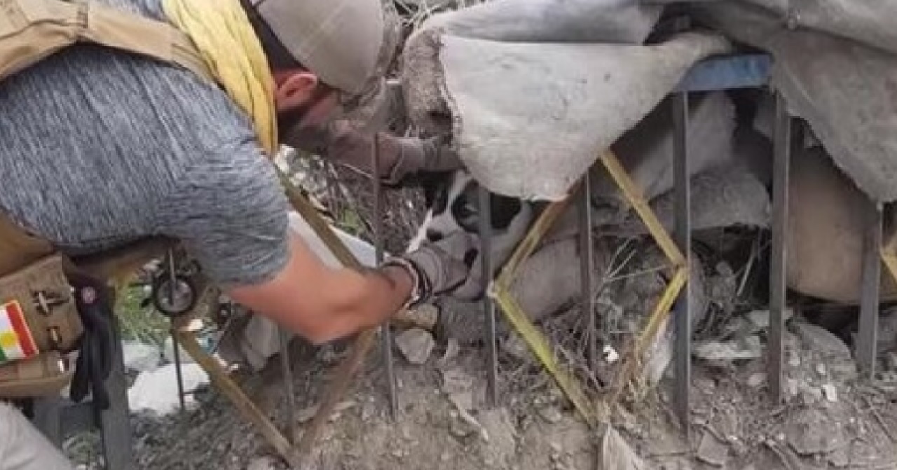 cane salvato soldato amore