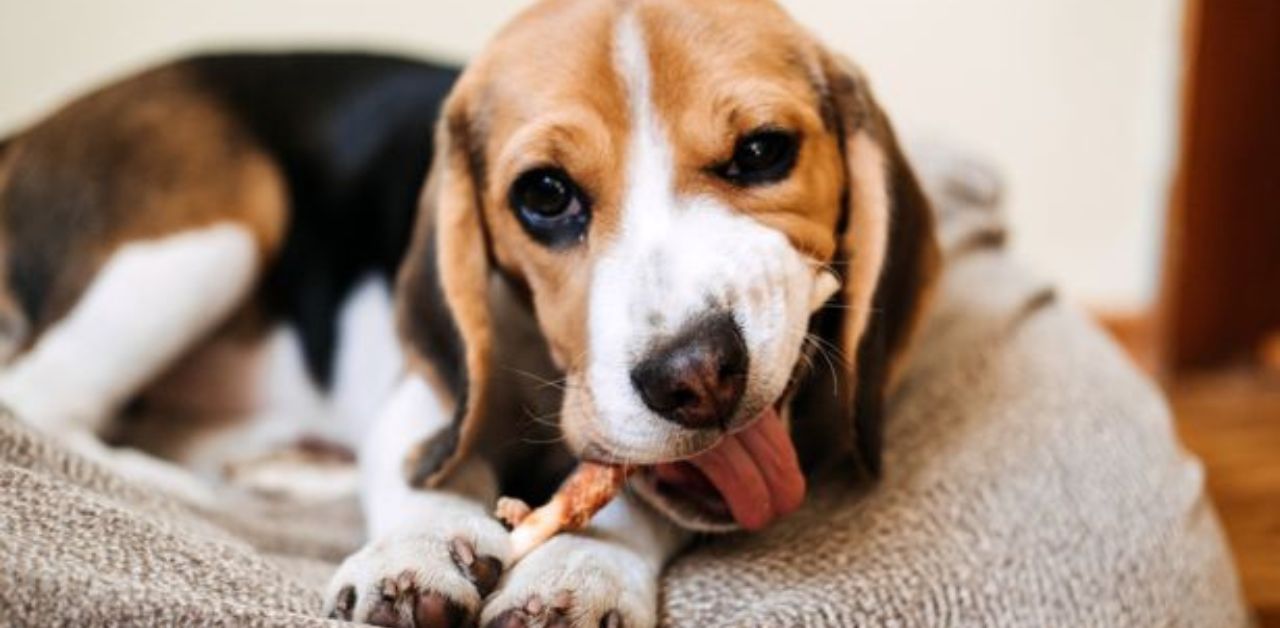 I proprietari di cani nutrono senza saperlo i loro cani con delle prelibatezze, ma non sanno che in realtà sono molto pericolose